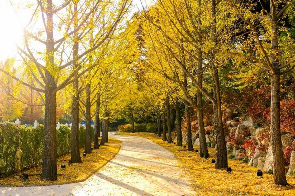 Riding high on Everland's vivid autumnal scenery - Samsung C&T 