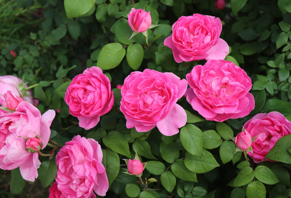 Everland K-rose crowned king of kings in international rose competition ...