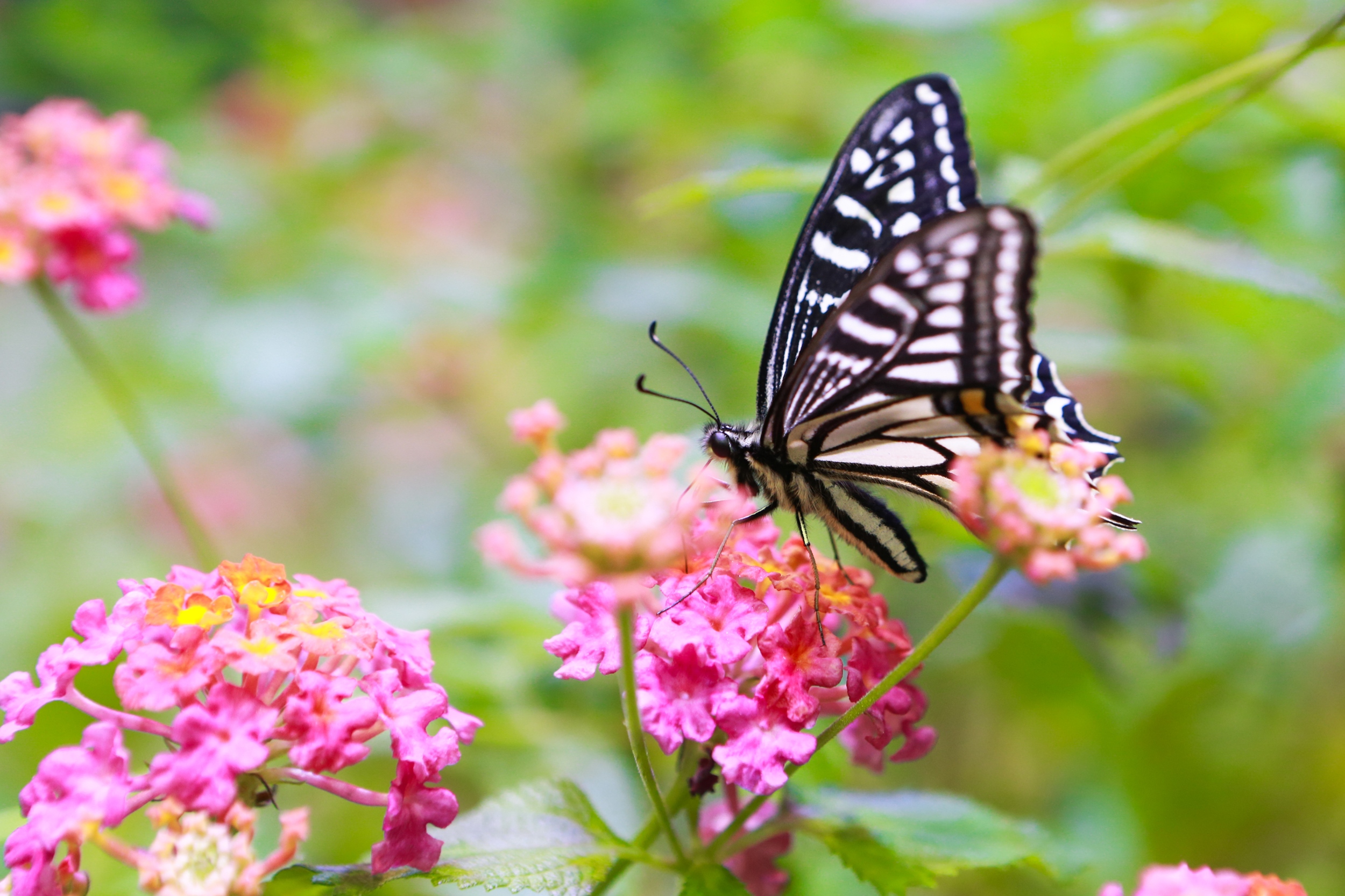 Butterflies are a beautiful reminder in winter that spring is coming.
