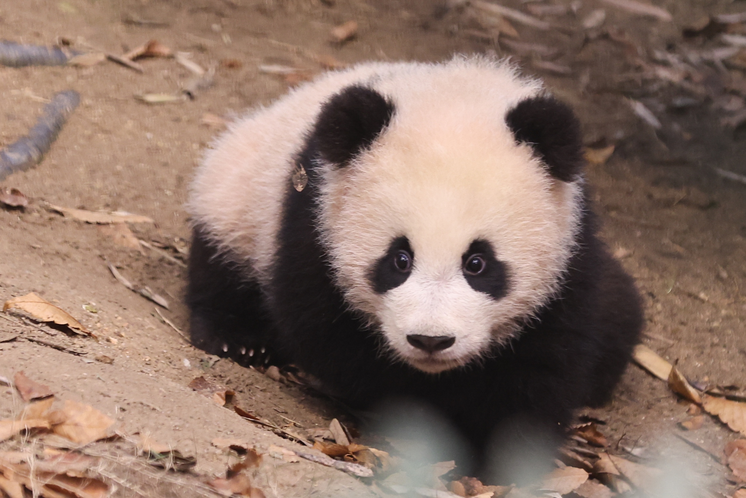 “Hello, can you guess which panda twin I am?”