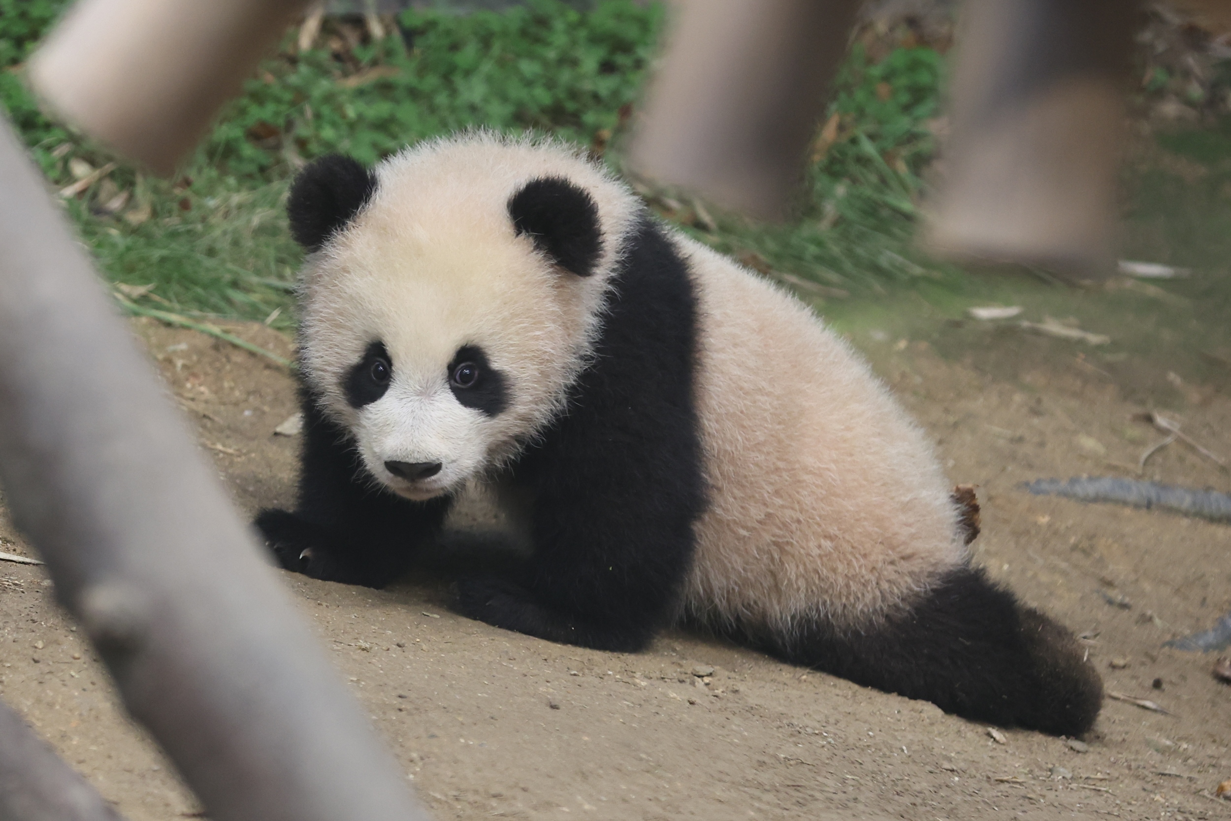 Is this panda doing push-ups?