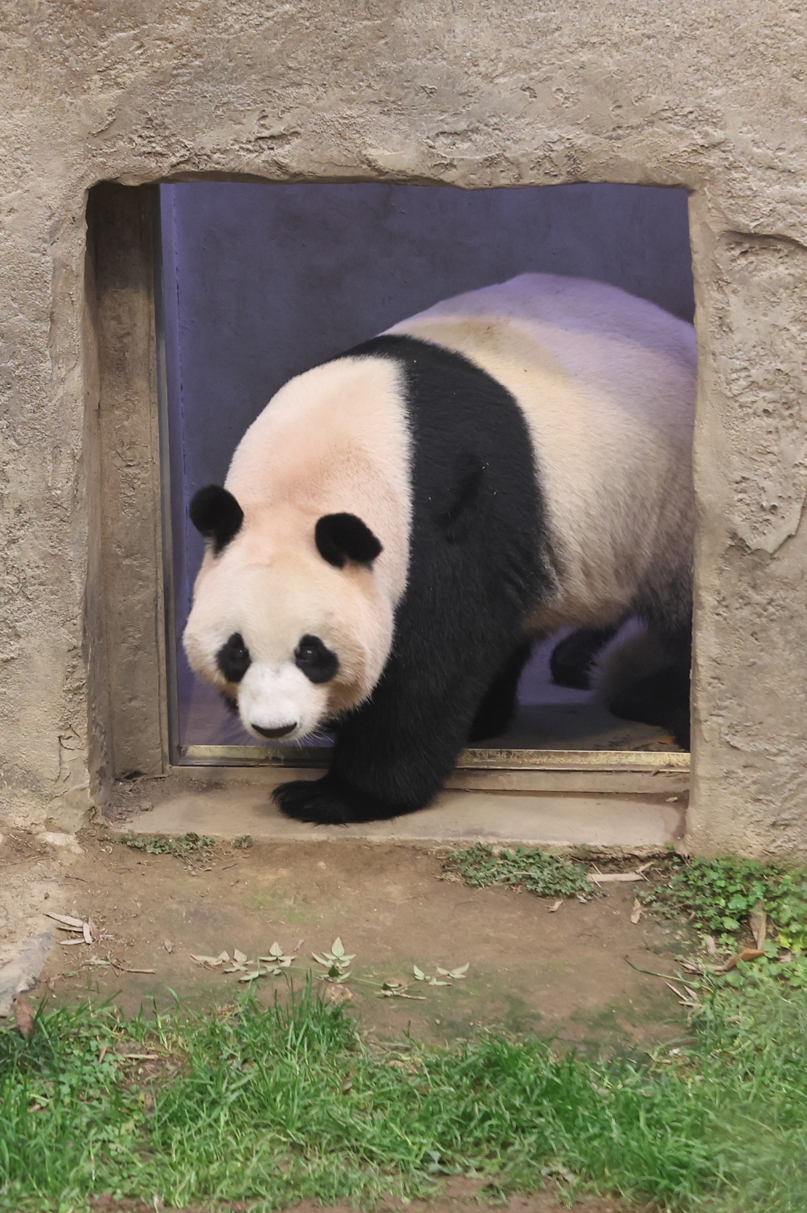 Mother Ai Bao strides proudly and confidently outdoors to greet the world with her two new cubs.