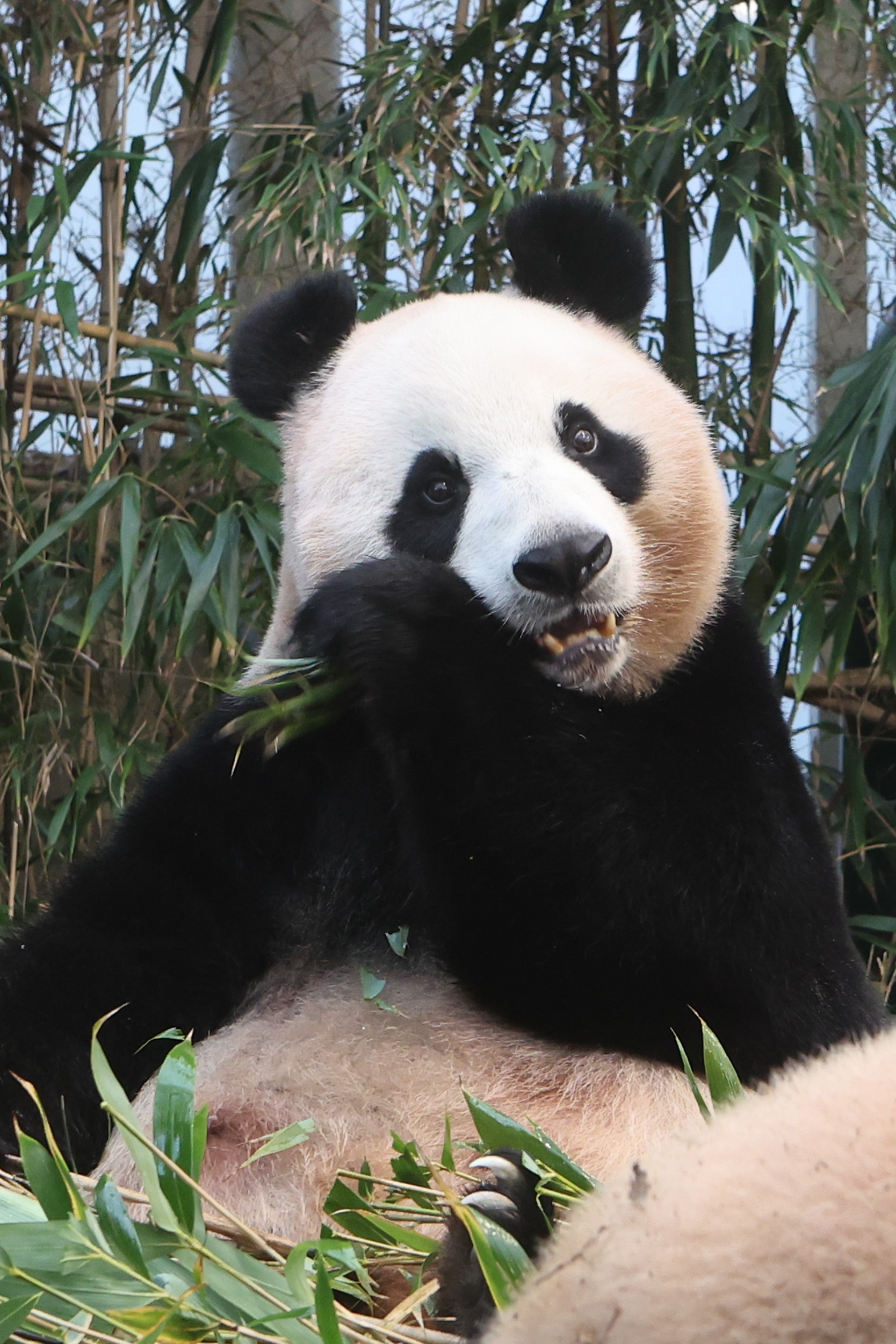 “Yum, more bamboo, please!”