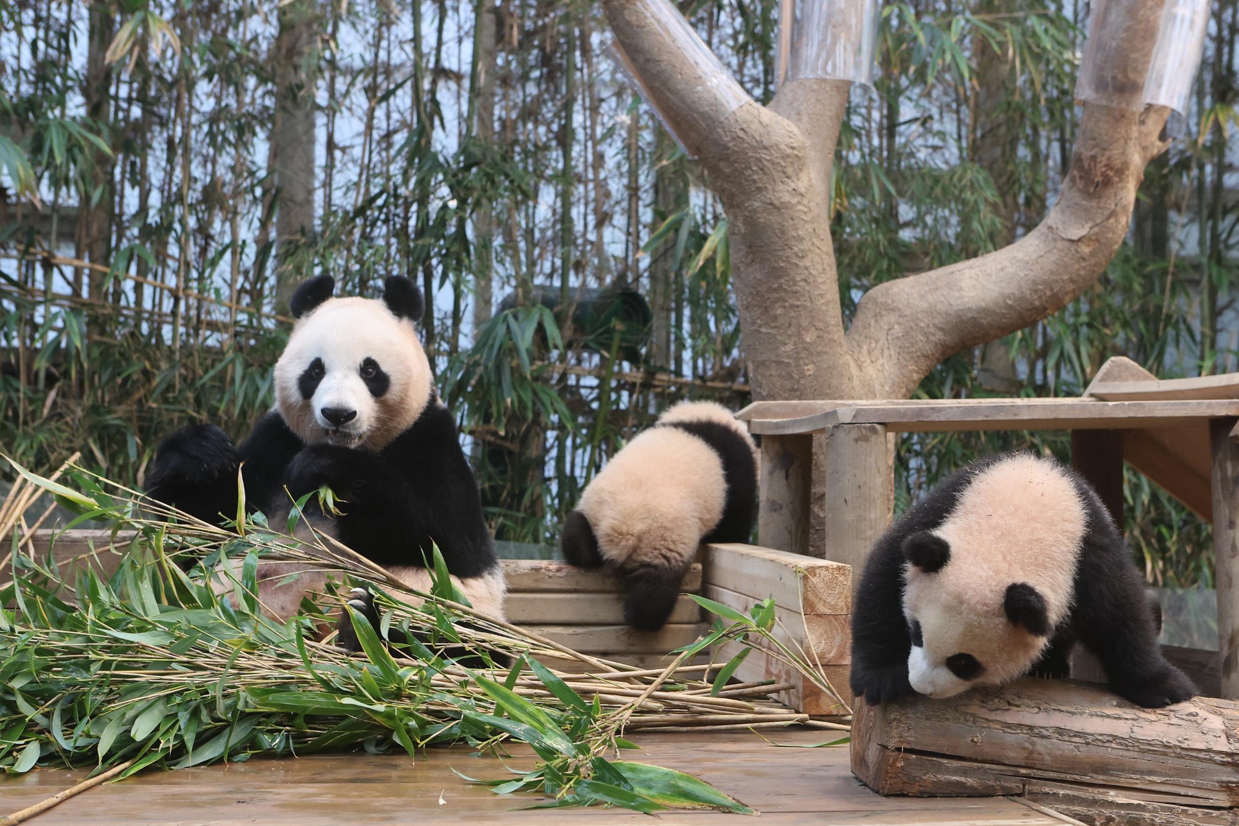 While mother Ai Bao munches on some bamboo, the little twins seem more interested in exploring.