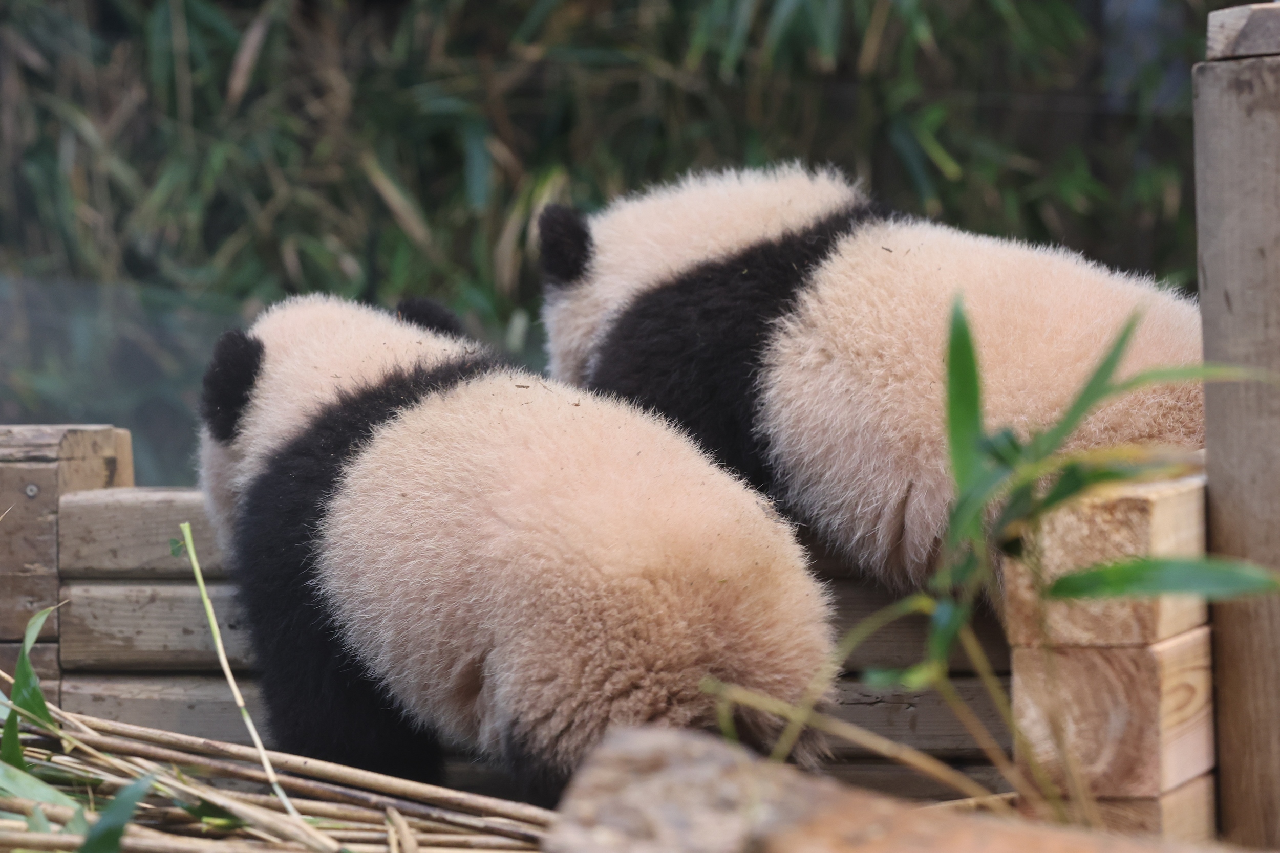 Though born pink and bristly, Hui Bao and Lui Bao have already grown a thick fur with the typical black and white markings.