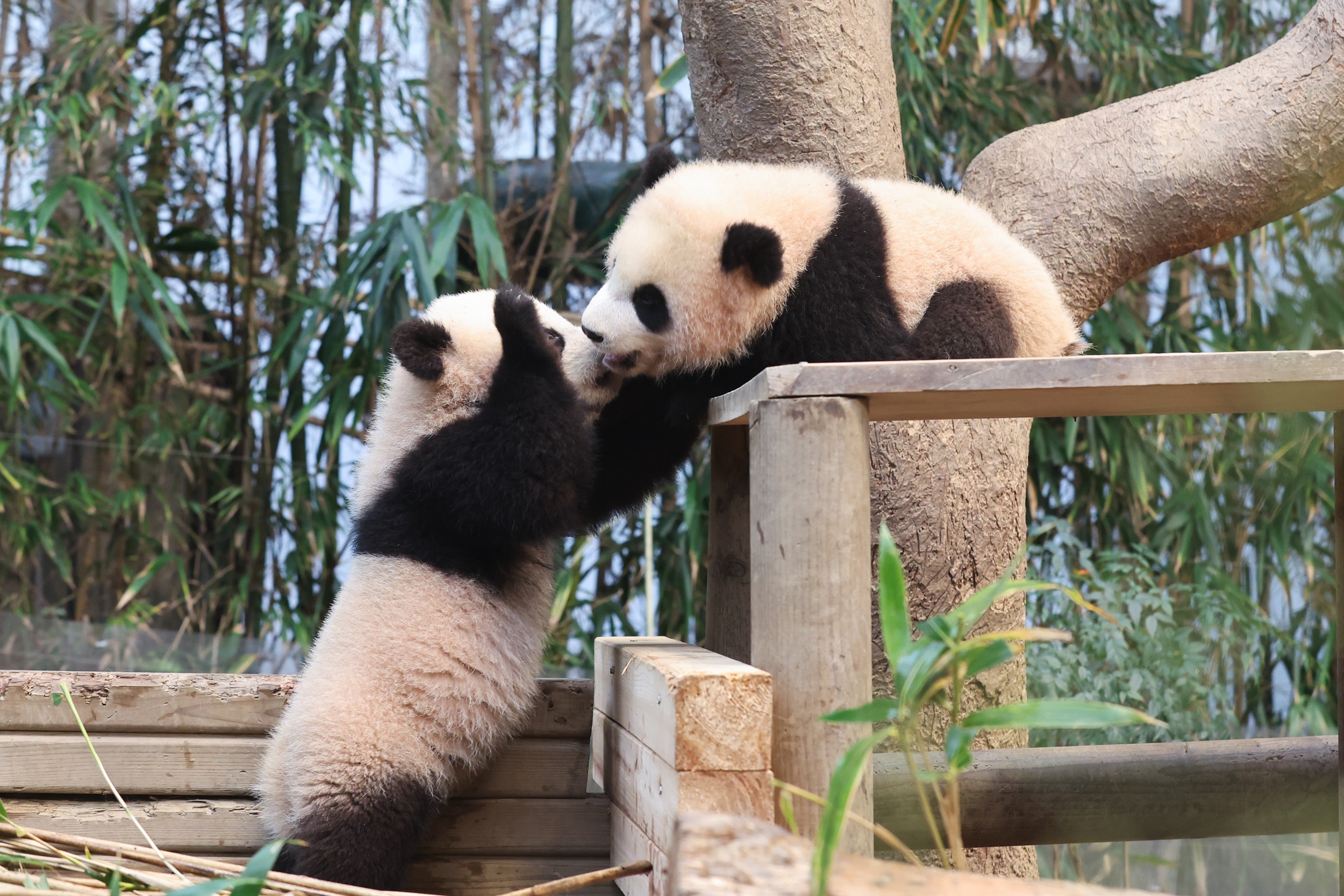 The panda twins seem to be chatting with each other.