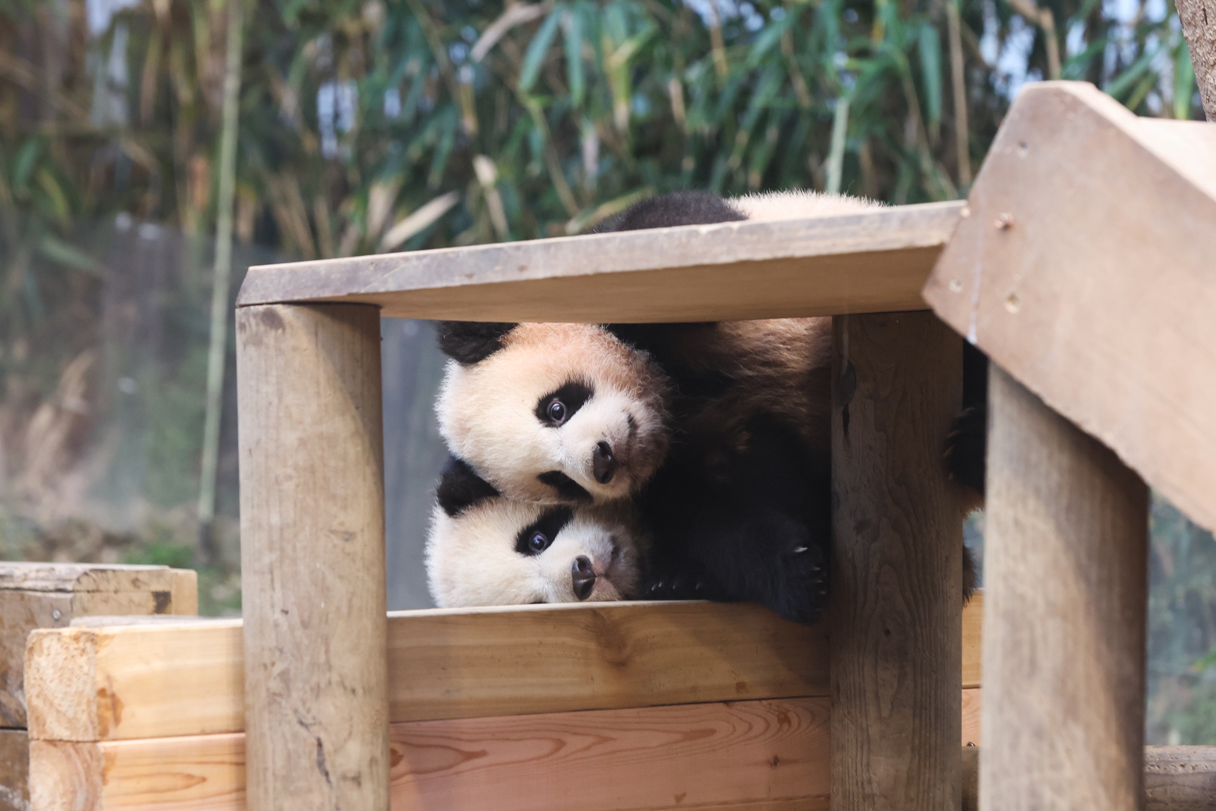 Peek-a-boo! Young pandas enjoy playing with each other on climbing equipment.