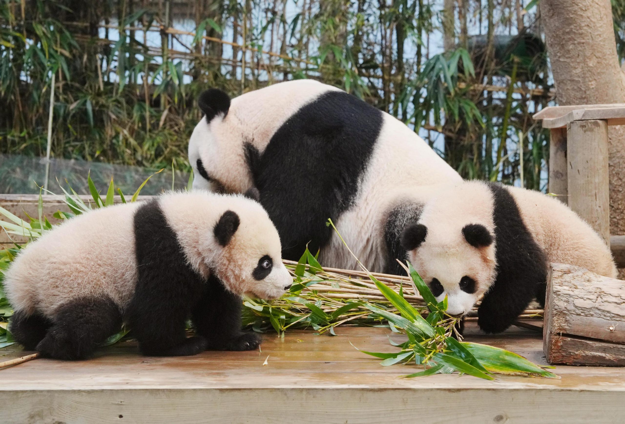 Hui Bao and Lui Bao pay some attention to fresh stalks of bamboo.