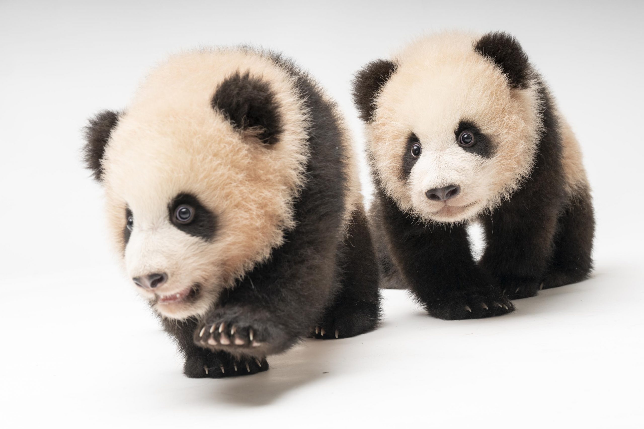 A panda pic taken in November 2023, when Hui Bao and Lui Bao were just over 4 months old.