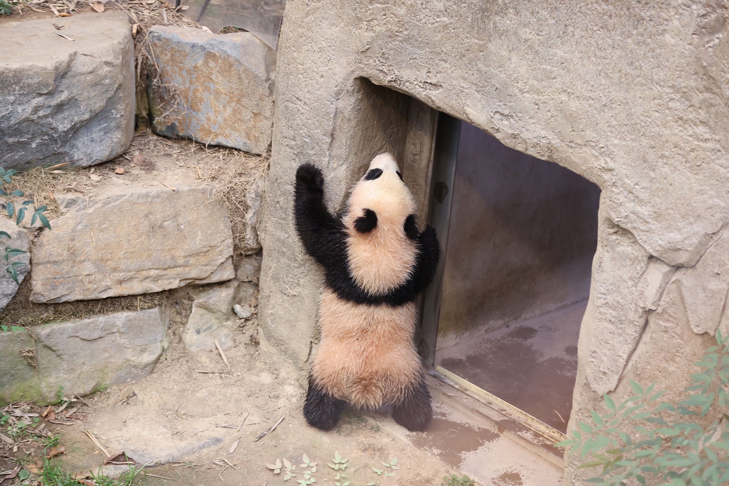 “What’s up there?” A young panda is very curious.