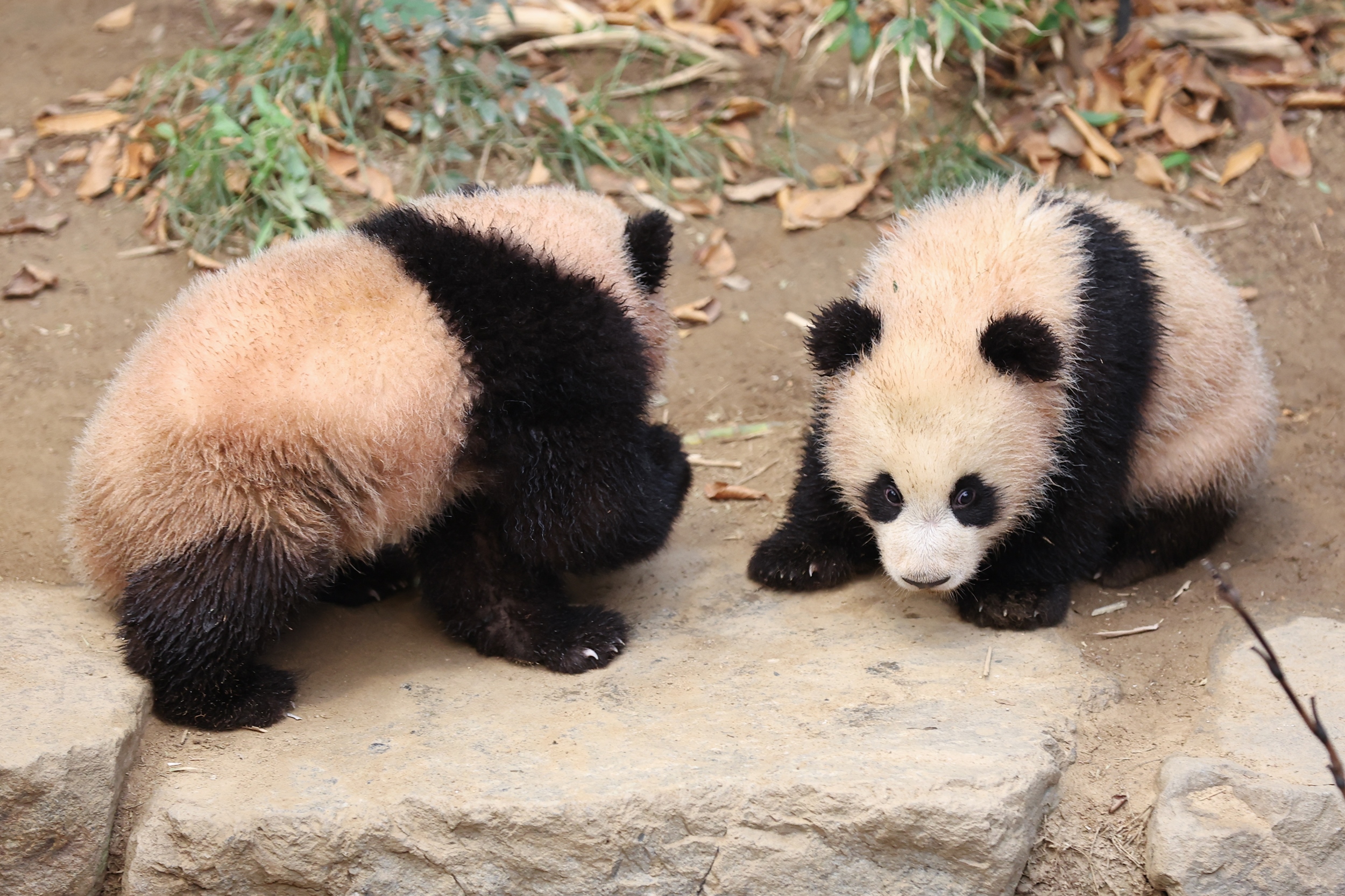 Seen from any angle, a panda cub looks cute.