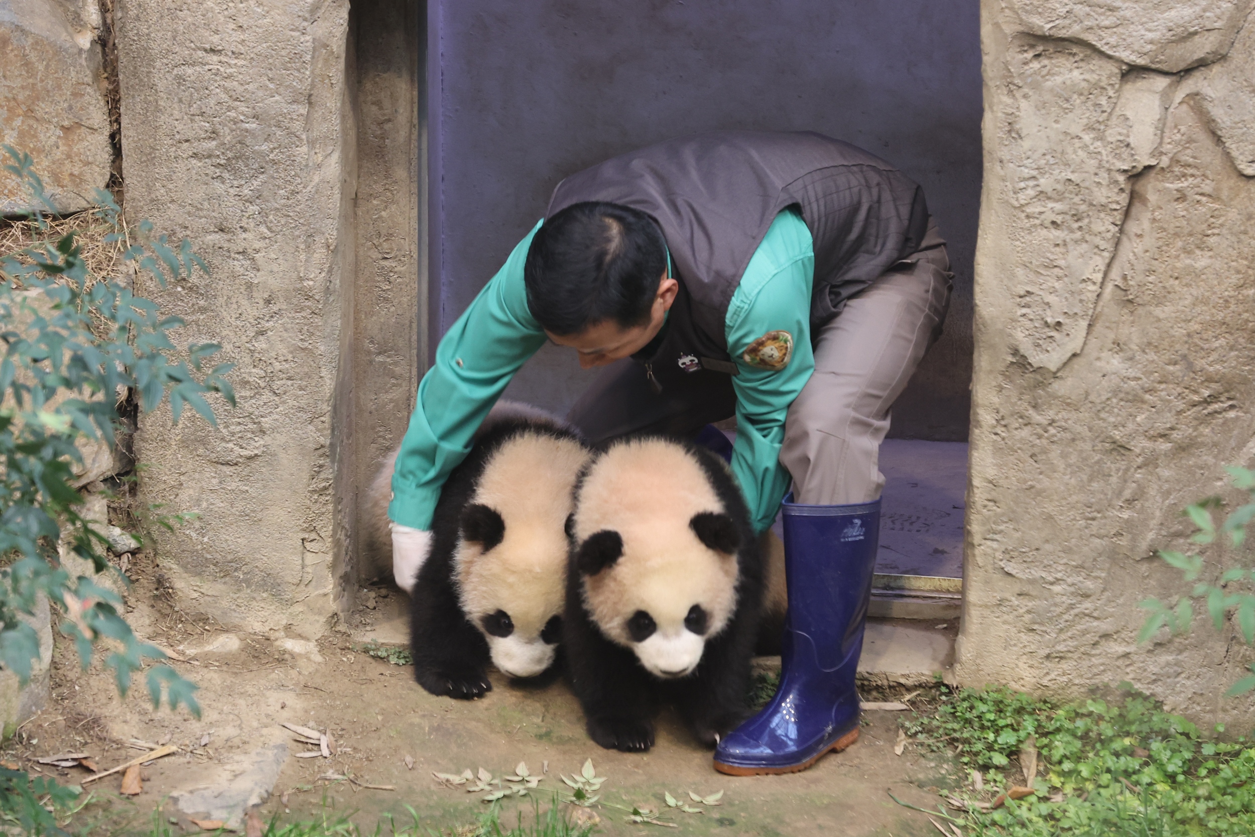 Zookeeper Kang Chul-won guides Hui Bao and Lui Bao into the outdoor enclosure.