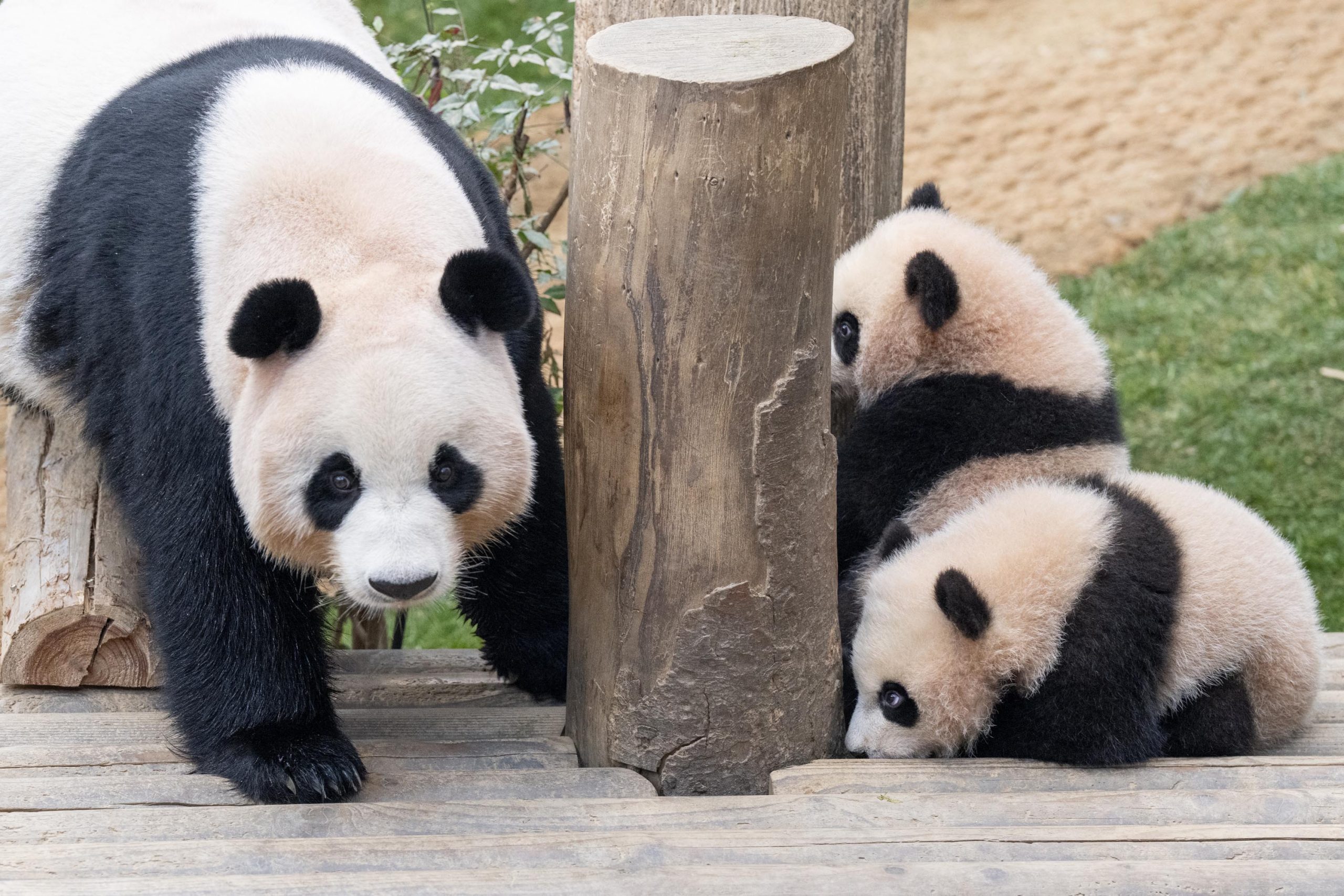On Jan. 10, what does a panda ear taste like?