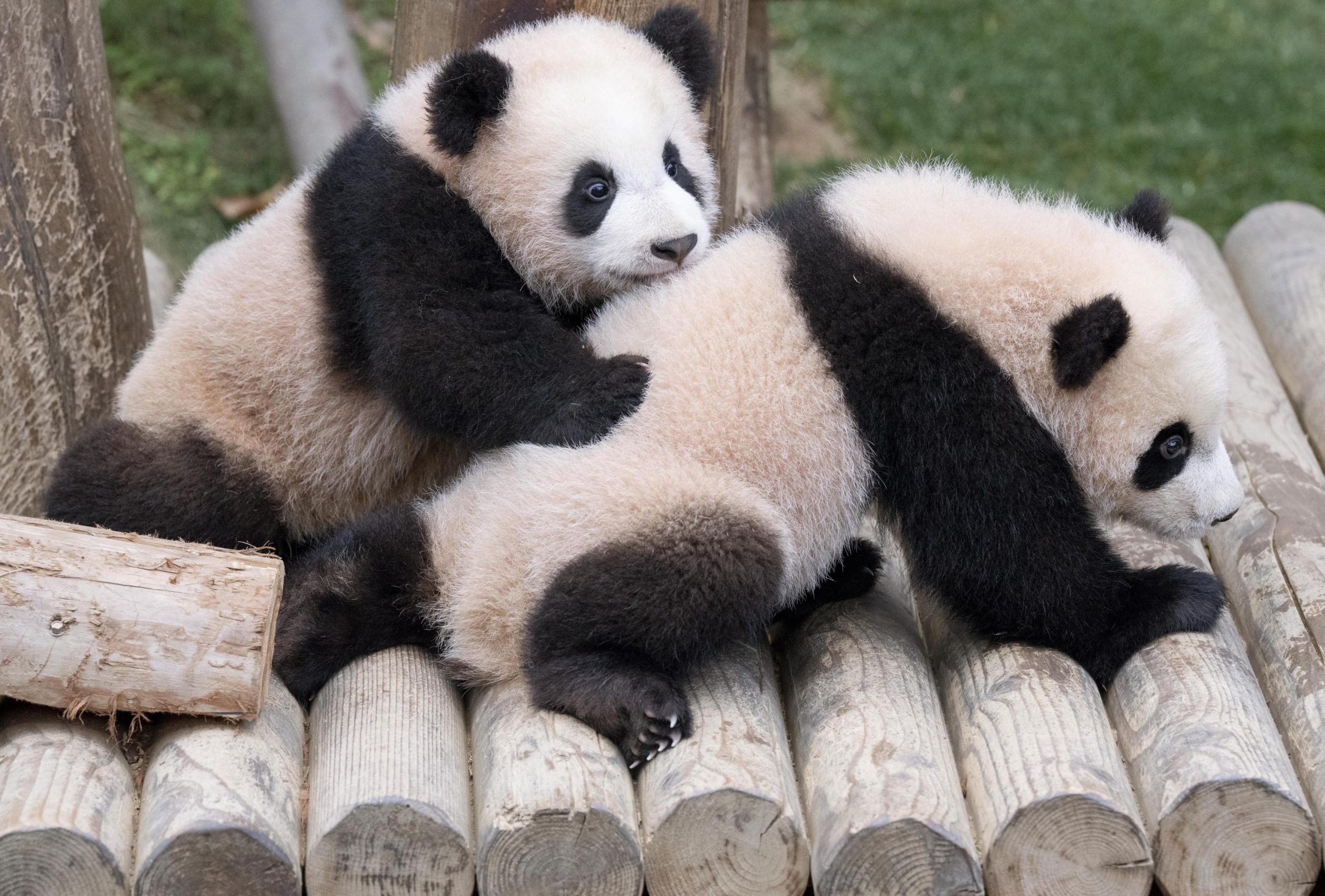It looks like Lui Bao is trying to get a panda-back ride on Jan. 10 from Hui Bao.