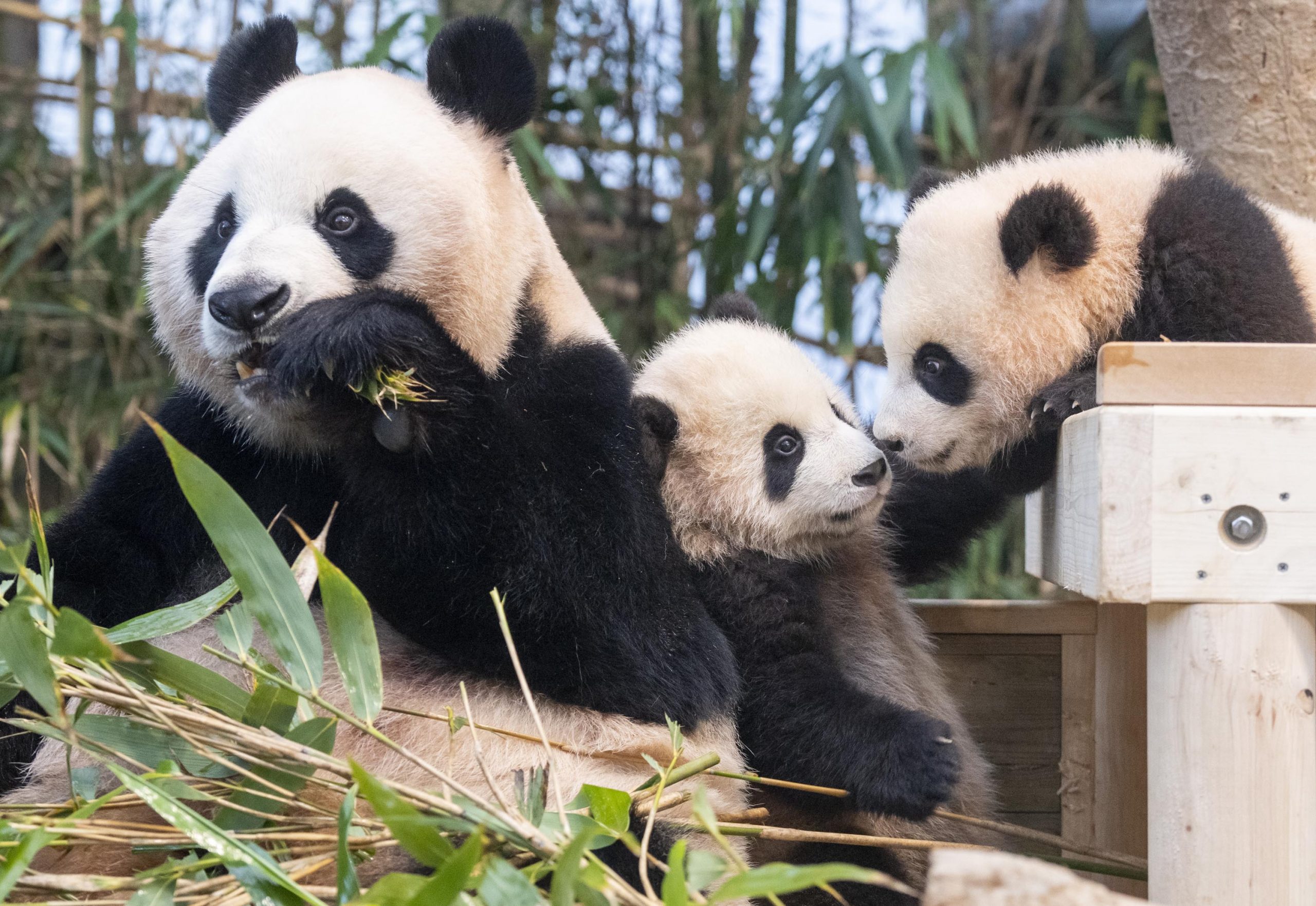On Jan. 10, Ai Bao eats her bamboo while Lui Bao and Hui Bao seem to conspire behind her.