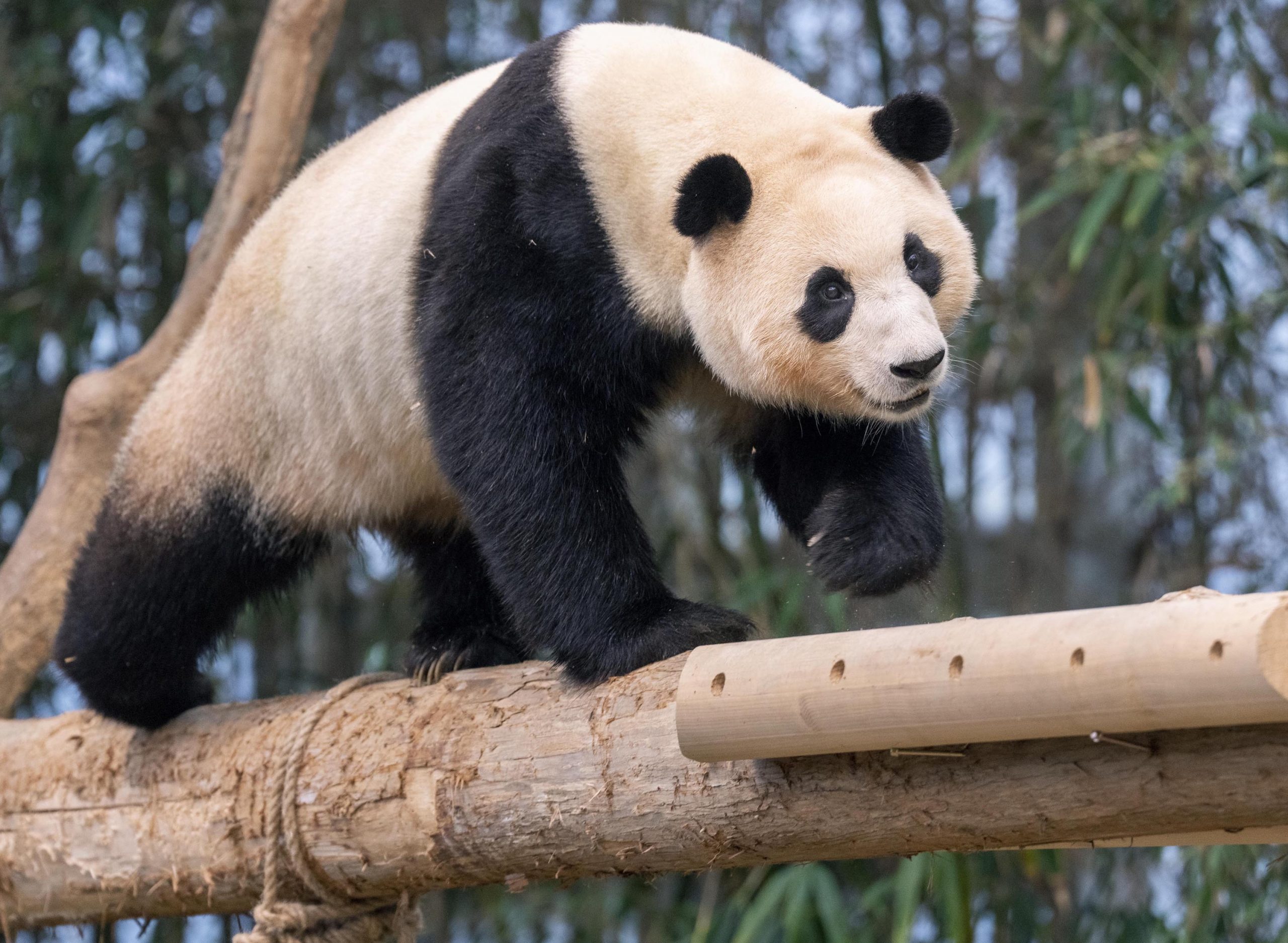 Fu Bao the giant panda will move to China in April.