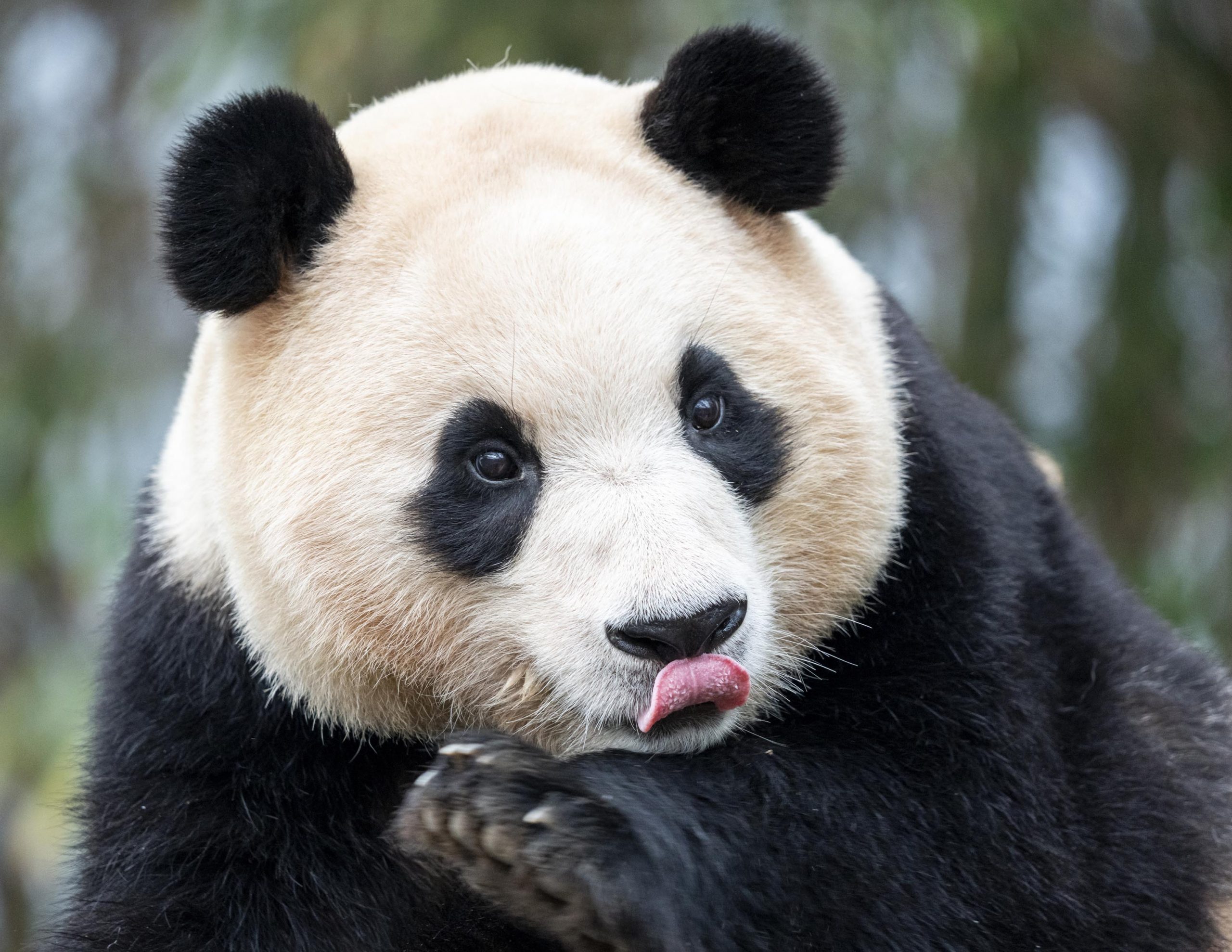 Fu Bao has been a crowd-pleaser ever since she was born in 2020.