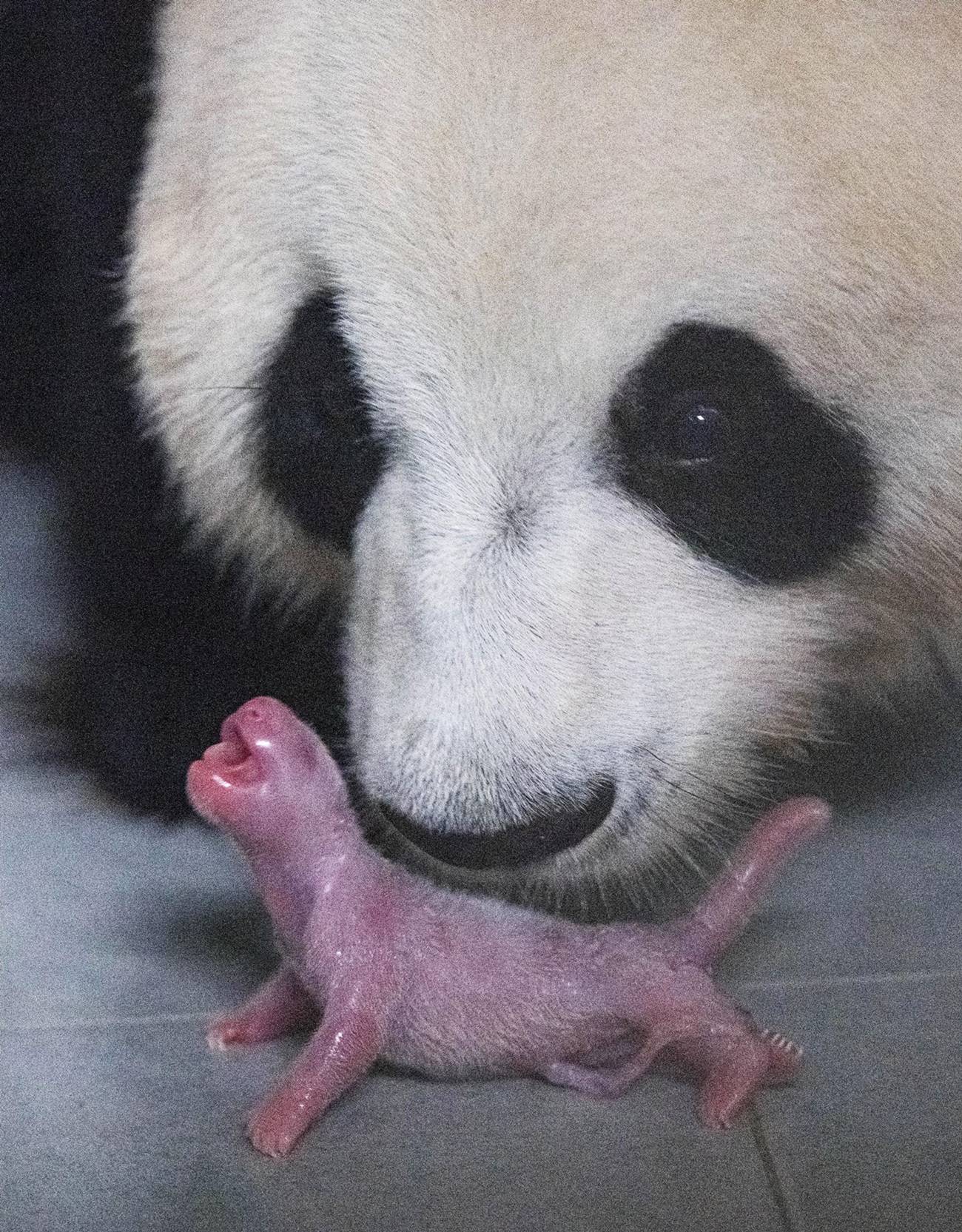 Fu Bao shortly after birth, nuzzled by her mother Ai Bao.