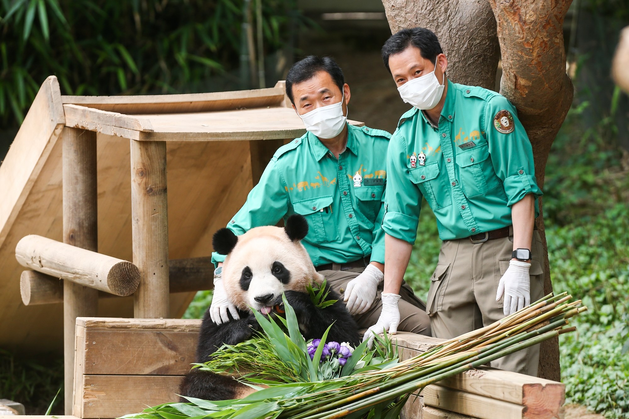 Fu Bao and her “panda granddads” Kang and Song.