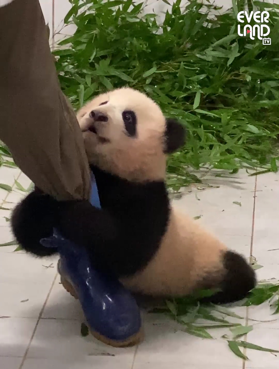 Remember when? Fu Bao holding onto a zookeeper’s leg caused a sensation.