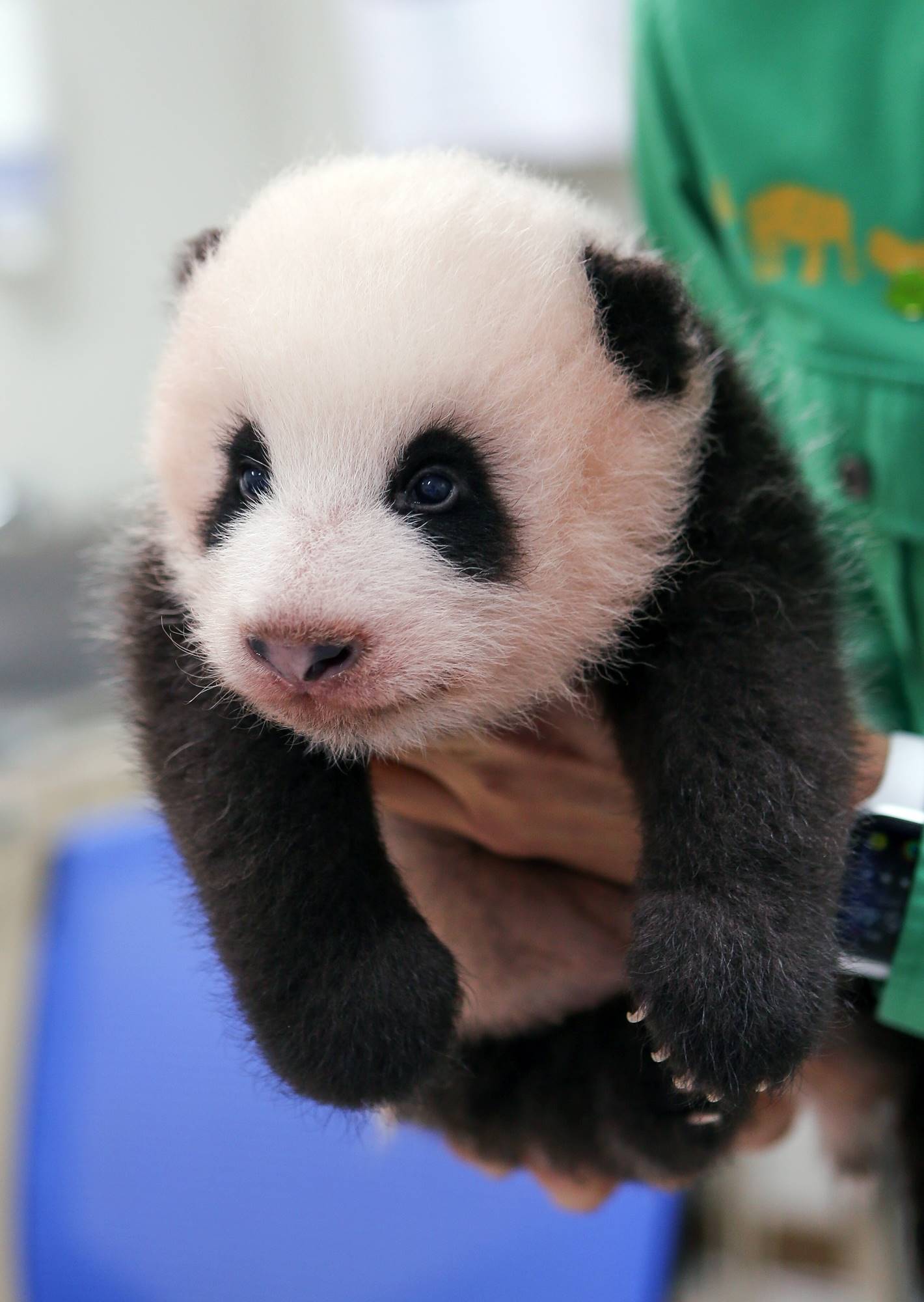 Fu Bao at just a couple of months old.