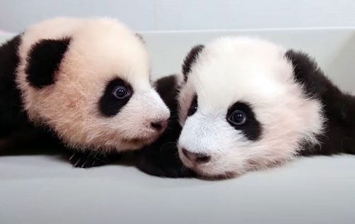 Pandas at Everland Korea play together at Panda World in a YouTube video