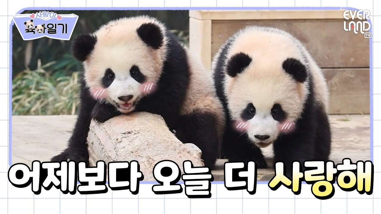 Pandas at Everland Korea play together at Panda World in a YouTube video