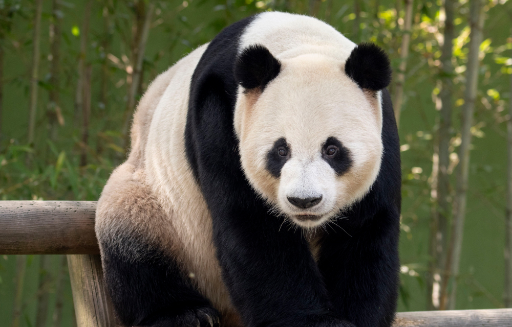 Le Bao quietly waits for his birthday celebrations to start at Panda World