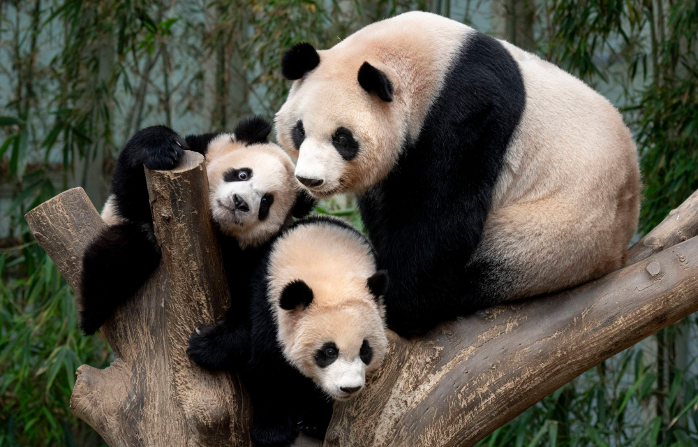 Ai Bao and her Panda twins Rui Bao and Hui Bao play together on a tree trunk