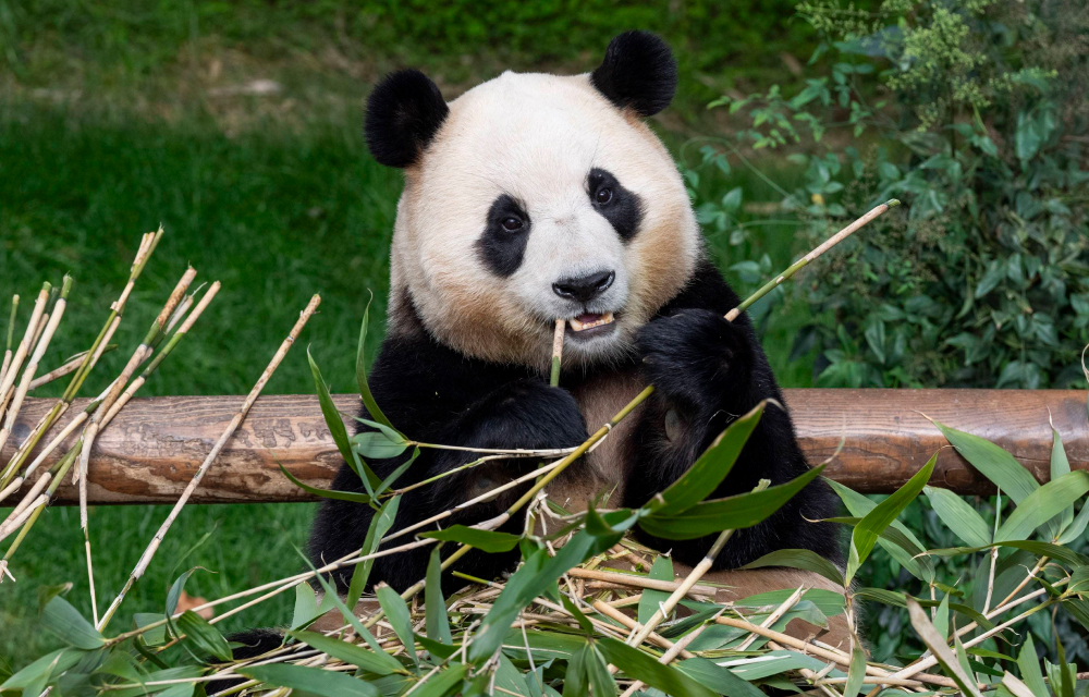 Fu Bao, the beloved panda who loves eating bamboo leaves, is dearly missed