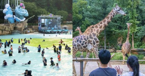 On the left, water park goers enjoy the outdoor wave pool at Korea’s Caribbean Bay, on the right, Everland guests look at two giraffes walking past each other