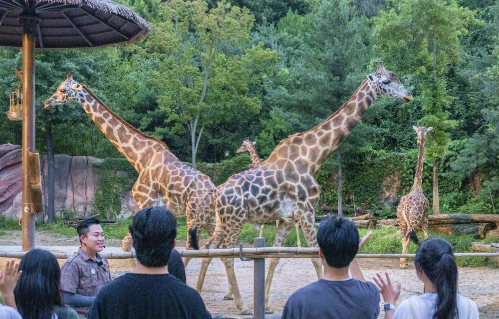 Everland guests look at two giraffes walking past each other, a zookeeping in the foreground explains something to the guests with a microphone.