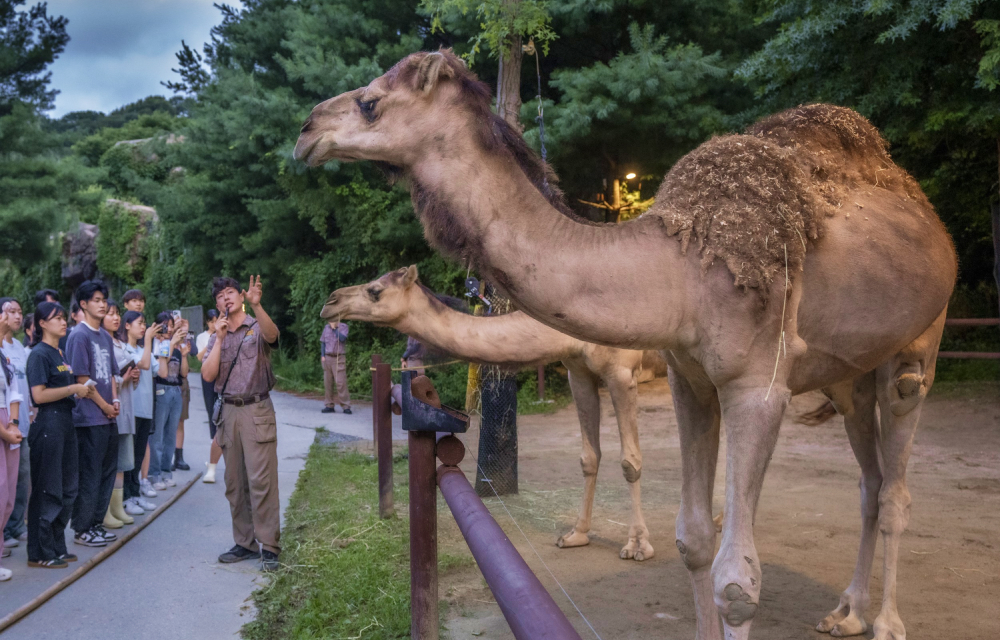 Two large camels in a zoo enclosure look at Everland visitors as a zookeeper explains something to the guests with a microphone.