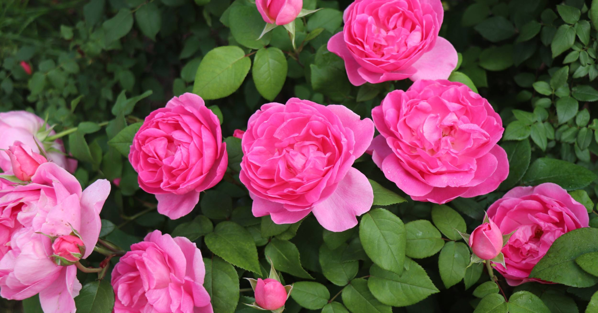 A rose bush bursting with Everland’s bold pink “Perfume Everscape” roses surrounded by green leaves and rose bushes.