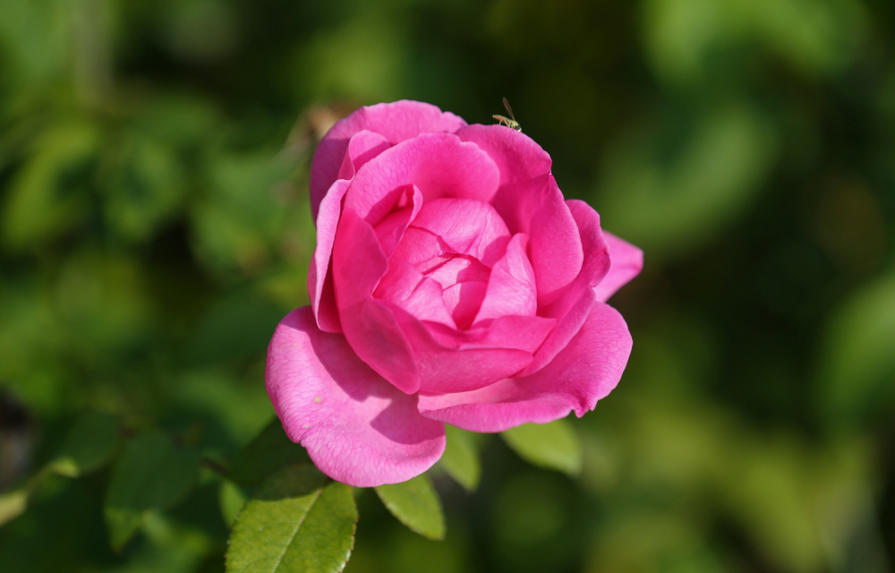 A close-up image of a vividly colored pink rose with perfect petals where a tiny insect perches, surrounded by a garden of greenery in the background.