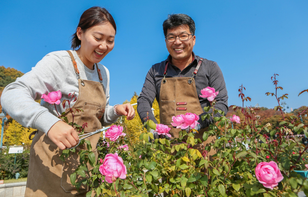 A woman and a man wearing brown utility aprons tend to a rose bush together with scissors in hand, smiling at the camera on a sunny day at Everland Resort.