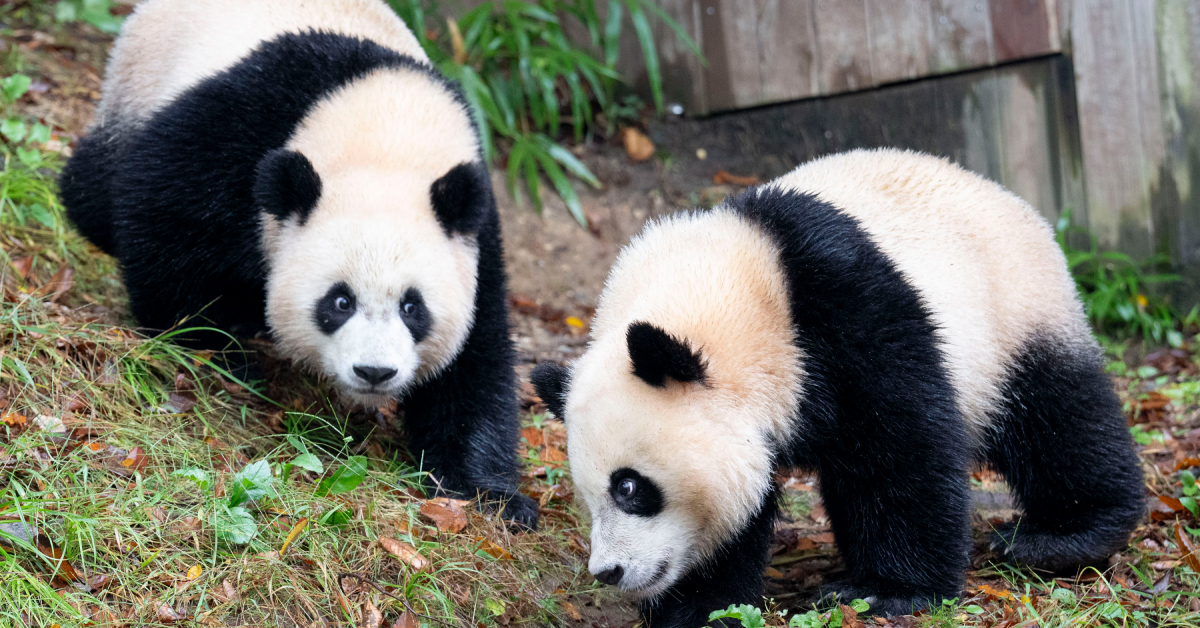 Hui Bao (left) and Rui Bao (right), twin pandas from Everland Resort, are seen exploring a grassy, sloped area covered with fallen leaves and small plants. Hui Bao looks up curiously while Rui Bao sniffs the ground, both showcasing their playful nature in the crisp fall air.