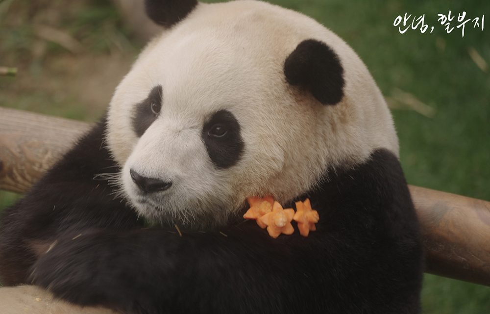 A close-up of the giant panda, Fu Bao, calmly resting against a wooden log. The panda is adorned with a small orange flower by her neck, adding a touch of charm to the serene moment.