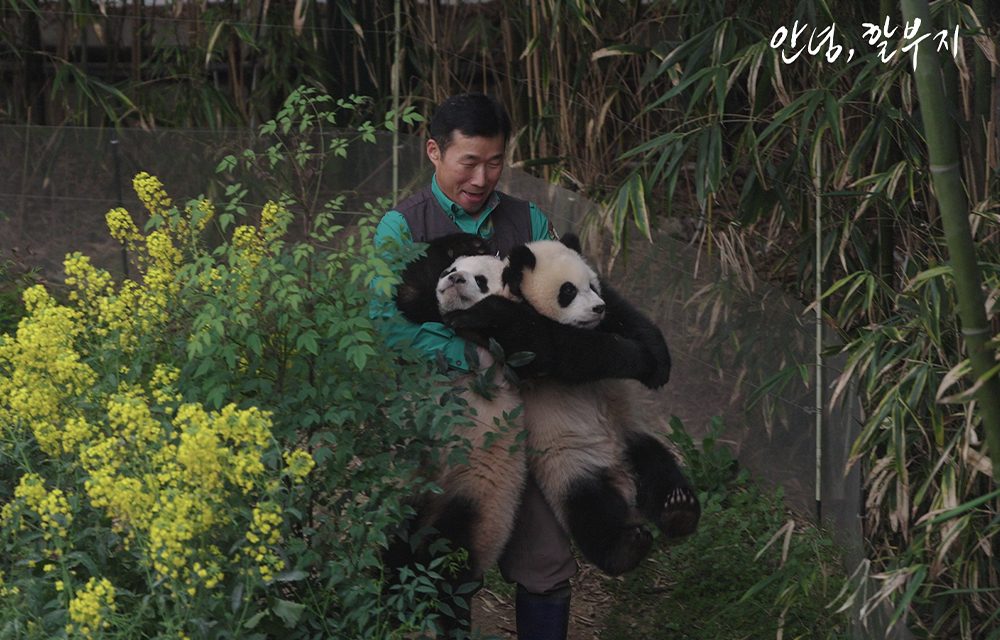 A smiling caretaker holding two young giant pandas, surrounded by vibrant yellow flowers and green foliage. The moment reflects a tender connection between the caretaker and the pandas in a natural setting.