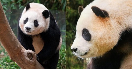 A giant panda named Fu Bao, with her signature black-and-white fur, looks peaceful while standing on a log. The green foliage in the background adds to the natural atmosphere.