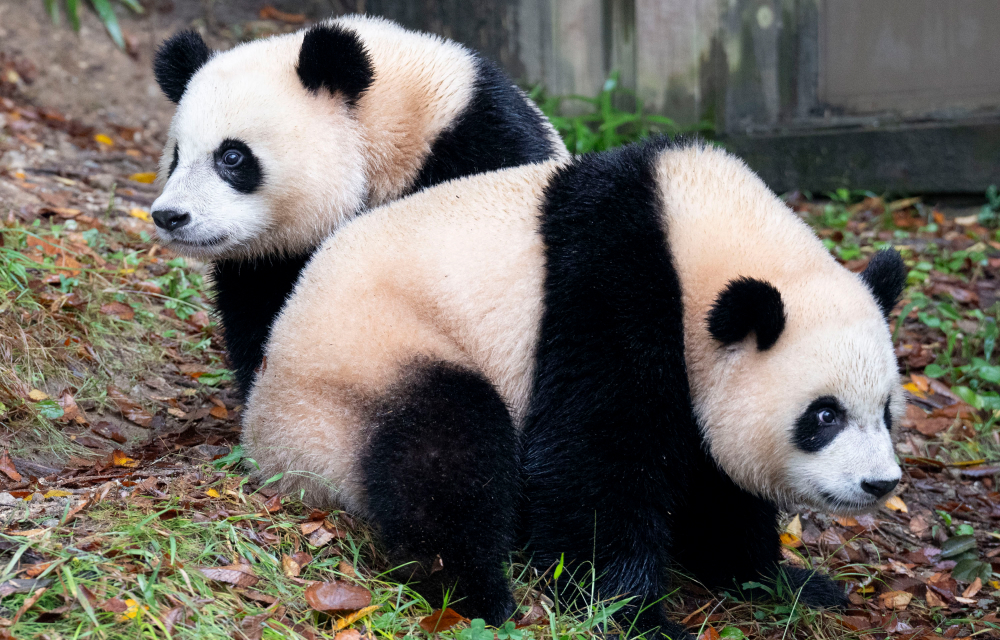 Two giant panda twin siblings sit close together looking out at their surroundings in their outdoor enclosure at Korea’s Everland Resort. The contrast of the adorable panda’s black and white fur against the green and brown fall foliage makes their striking features stand out even more. Hui Bao sits on the left while Rui Bao is front and center looking off to the right.