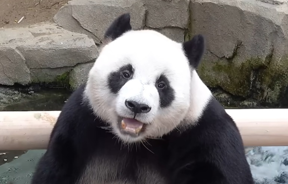 Proud panda dad Le Bao smiles at the camera in his hit YouTube series called ‘The Loving Panda Dad’