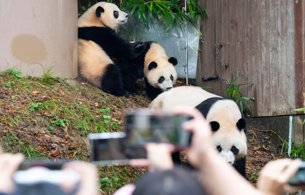 Excited guests hold up their smartphones to capture the moment Ai Bao and her panda cubs Rui Bao and Hui Bao enter their outdoor enclosure for the first time all together at Everland’s Panda World.