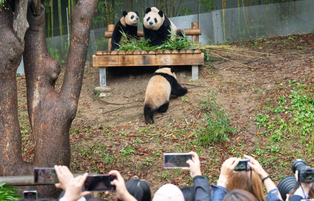 Rui Bao (Left) and Ai Bao enjoy a bamboo snack on a wooden bench as Hui Bao climbs up to join them