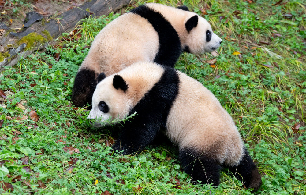 Panda twins sniff around in the grass at Everland’s Panda World, staying close to each other but looking in opposite directions.