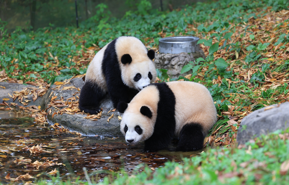 Two giant panda siblings walk around a small pool of water looking at leaves and enjoying each other's company