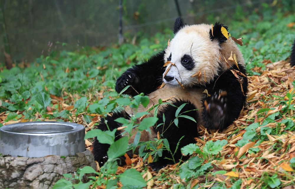 A giant panda lays down in a pile of autumn leaves and enjoys the spirit of the fall season in the outdoors.