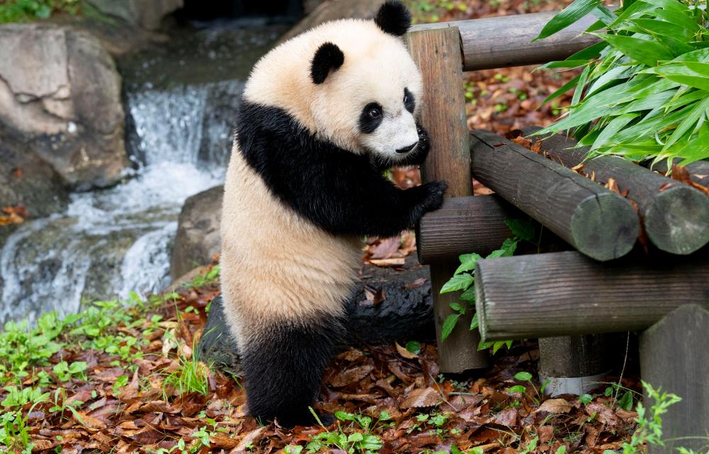 A panda cub named Hui Bao stands up against a wooden log surrounded by fallen leaves with a serene waterfall in the background.