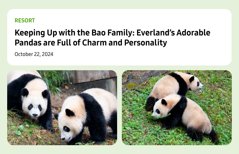 An adorable look at Everland’s pandas in the blog post "Keeping Up with the Bao Family: Everland’s Adorable Pandas are Full of Charm and Personality" (Category: Resort). The images show one panda standing near a grassy patch, while the other relaxes and nibbles on greenery, surrounded by wooden logs and foliage, showcasing their playful and charming personalities.