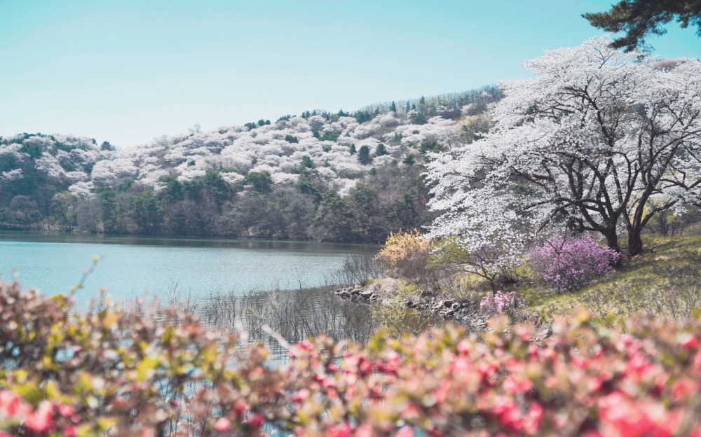 Spring in full bloom at Ho-Am Art Museum, where cherry blossoms cover the hills, reflecting their beauty over the tranquil lake.